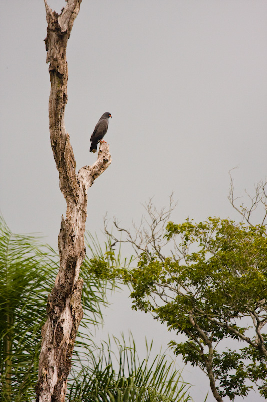 Snail Kite In Tree